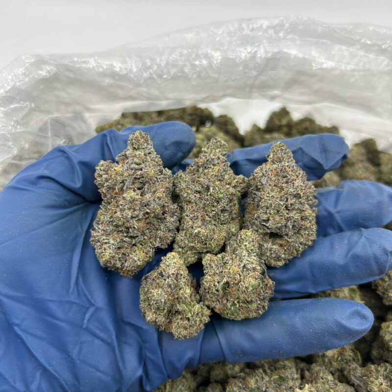 GELATO 31